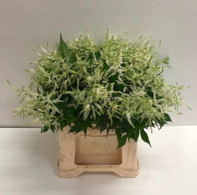 Astilbe washington.jpg